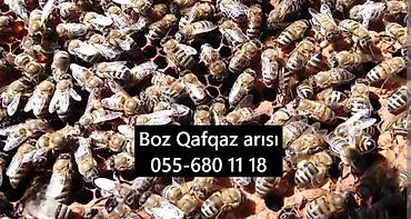 Arılar: Satışda 6 ramkalıq (ancaq 23 sm-lik ramka ) arı ailələri mövcuddur.Boz — 7