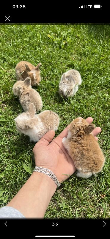 Декоративные кролики: Продаю цена 1500 сом за штуку декоративных карликовых кроликов Не
