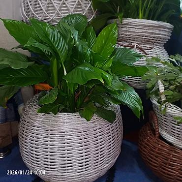 Горшки для растений: Плетёные вазоны для растений от 10-12 литров,в наличии и на заказ — 4