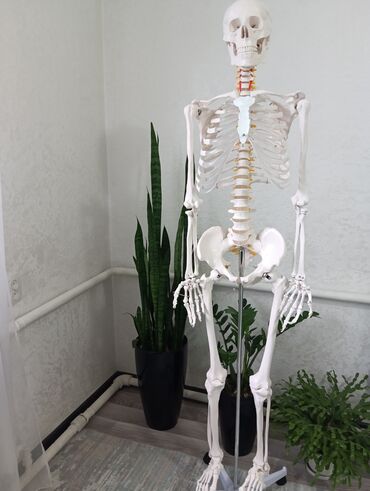 Другие медицинские товары: Анатомический скелет человека рост 1,70 м имеется нервные корешки