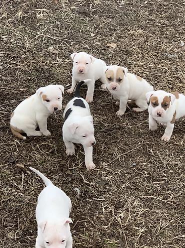 Продажа собак: Питбуль, 1 месяц, Самец — 6