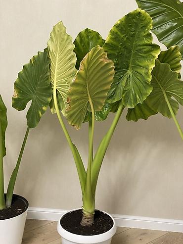 гулдор роза: Алоказия «Калидора» (Alocasia Calidora) — крупное комнатное растение с — 3