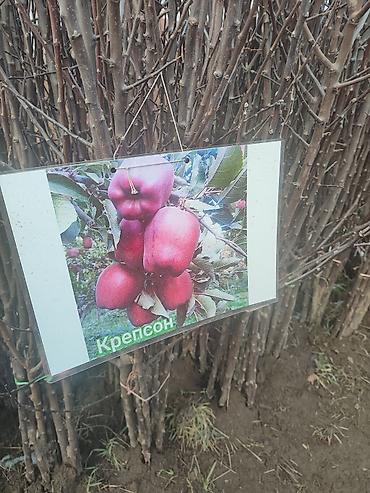 Яблоня: Саженцы плодовых деревьев (разные сорта) - Черешня «Мелитополь — 3