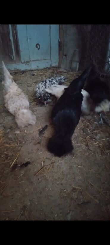 Cücələr: Toyuq cücələri, Damazlıq — 8