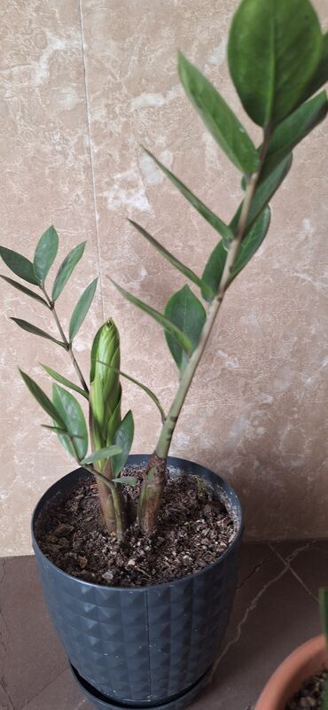 suvenir pul: Zamioculcas (dollar gülü) .10 manat