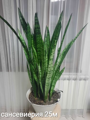 Otaq bitkiləri: Otaq bitkiləri kolleksiyası 1) Papоротnik – 20 m - Sərfəli otaq — 19