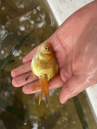 золотая шиншилла: Золотые рыбки🐠