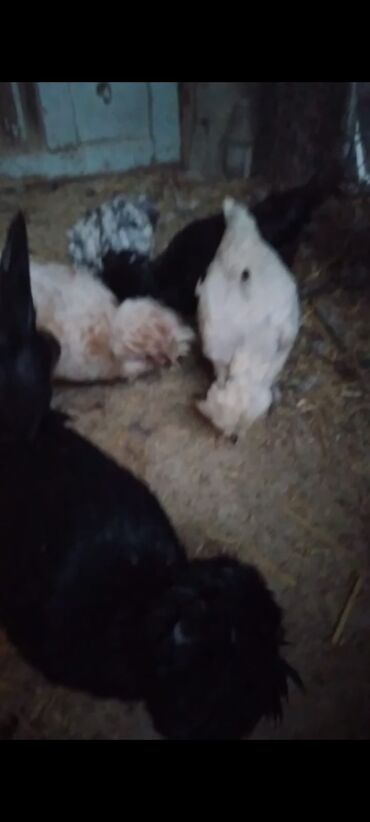 Cücələr: Toyuq cücələri, Damazlıq — 14