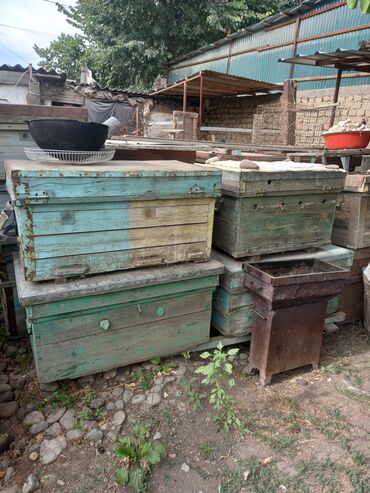 продажа пчел в кыргызстане: Продаются ульи "Дадан",полурамки,лежаки.Токмок.
т