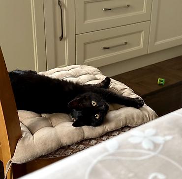 Pişiklər: Dişi, Yaxşı əllərə — 8