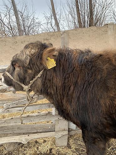 Коровы, быки: Продаю | Бык (самец), Музоо, торпок | Ангус, Абердин-ангус | На откорм, На забой — 14
