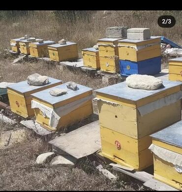 arı satan: Vatsapda yazın zeng işləmir Qafqaz Arıları yeşikləri 20 eded polnu