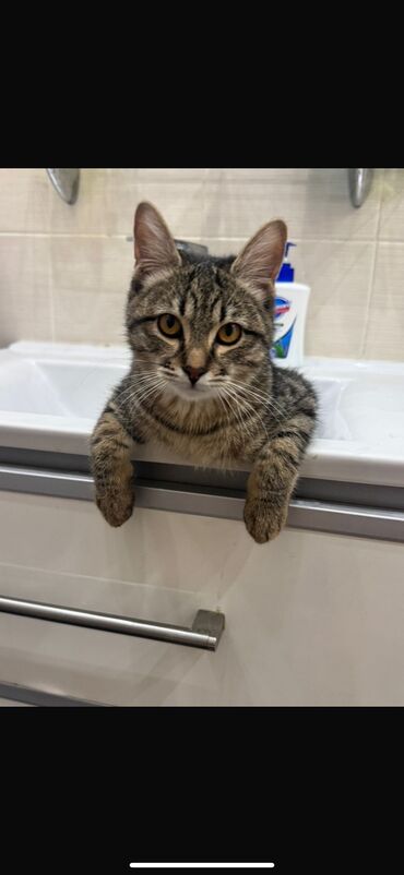 шотландская вислоухая голубая кошка: 1 год, Мальчик