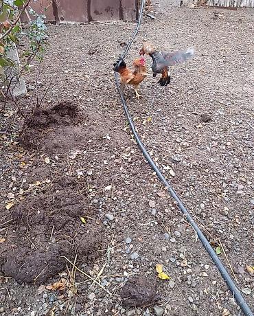 Xoruzlar: Xoruz, Heyratı, il: 1 — 6