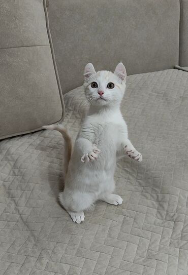 Продажа кошек: Американский кёрл, 3 месяца, Мальчик, Белый, Приучена к лотку — 10