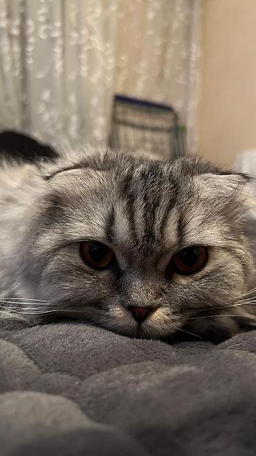 хара: Шотландская вислоухая кошка (скоттиш-фолд), серебристый мрамор на — 1