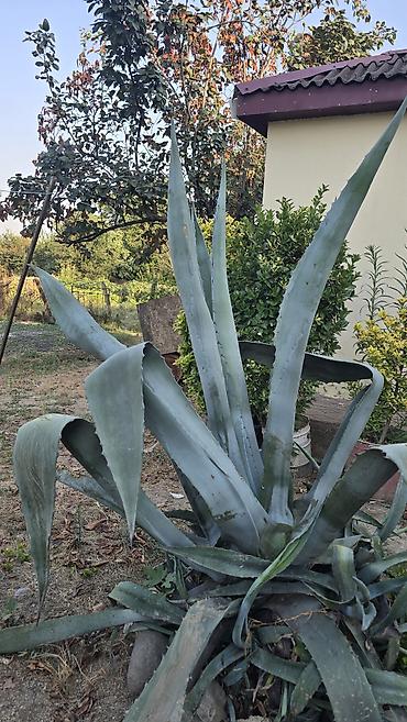 аааф парк фото: Aqava (Agave) – iri ölçülü dekorativ sukulent - Növ: Agave americana — 1