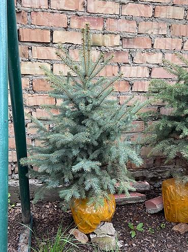 китайские леса: Ели голубые, зелёные и тяньшанские в горшках 🌲 Продаём здоровые — 2