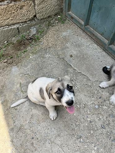 İtlər: 2 ay, Peyvəndli, Ünvandan götürmə — 1