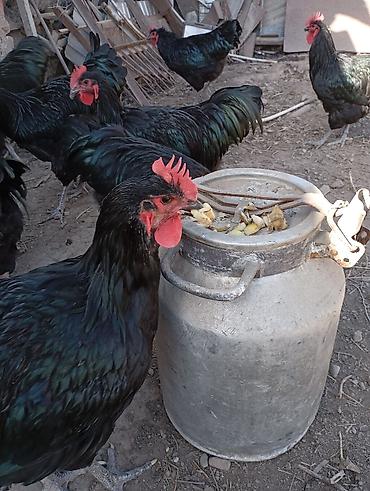 Куры, петухи: Продаю | Куры | Для разведения at lalafo.kg — 9 Куры, петухи: Продаю | Куры | Для разведения — 9