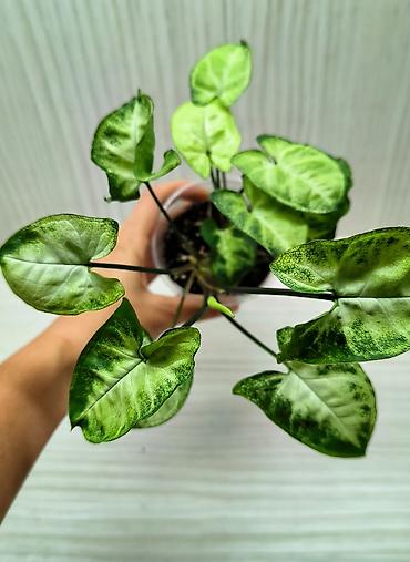 каланхоя: КОМНАТНЫЕ ЦВЕТЫ ПРОДАЮ 🌱 Каланхоэ - 100 🌱 Сингониум Пикси - 250 🌱 — 5