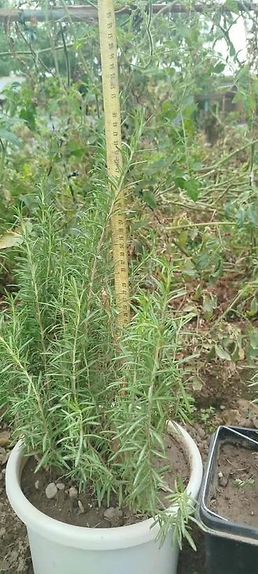 размарин купить: Розмарин (Rosmarinus officinalis) в горшках - Ароматное вечнозеленое — 5