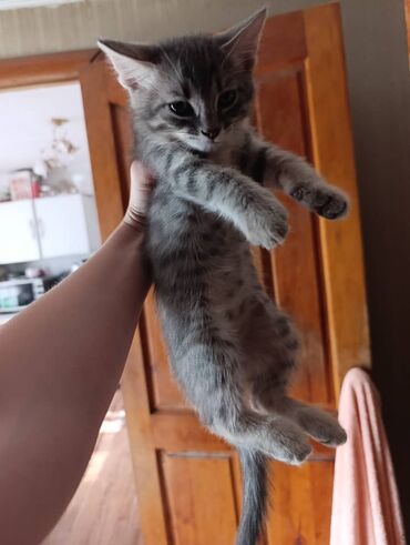 отдам кота я его боюсь: Мальчик