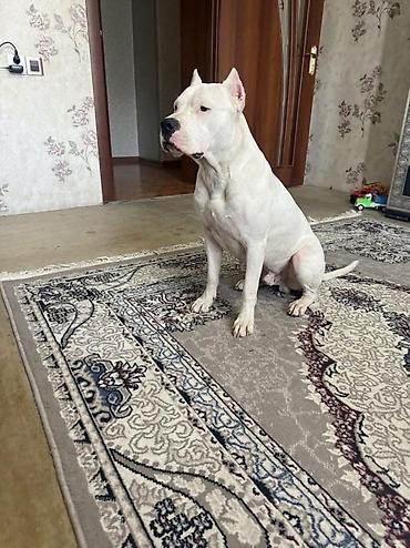 quba heyvan satisi: Doq, 2 ay, Peyvəndli, Ödənişli çatdırılma — 1