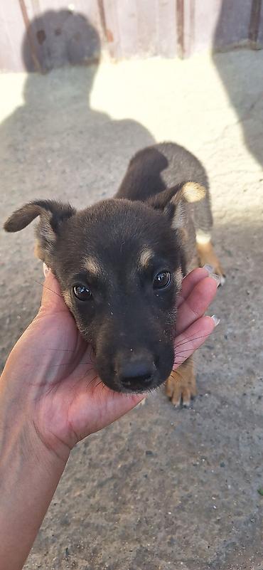 sobaka dog: Собака даром: 2 месяца, Самка — 3