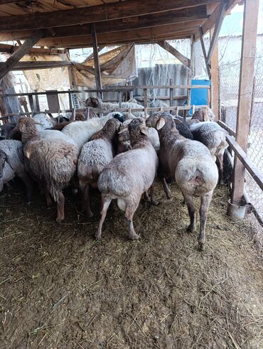 Баран, овца: Продаю | Овца (самка) | Для разведения | Матка — 8