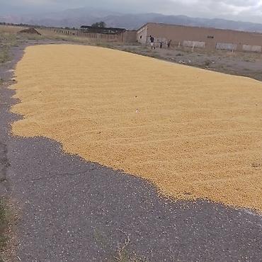 Кукуруза (зерно), высушенная на площадке - Желтое полнотелое зерно