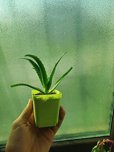 ev ucun dekor: Aloe (sukkulent) – qara plastik saksıda 2 ədəddir - Növ: Aloe — 9