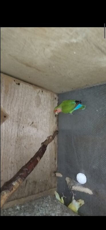 Tutuquşları: Məhsul: Agapornis (Sevgi quşları) cütləri və yuvalama dəstləri — 4