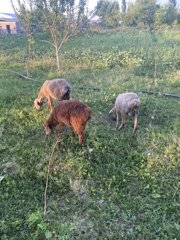 сколько стоит баран в таджикистане: Продаю | Овца (самка) | Гиссарская | Для разведения | Матка