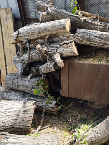 дрова в бишкеке: Дрова Самовывоз