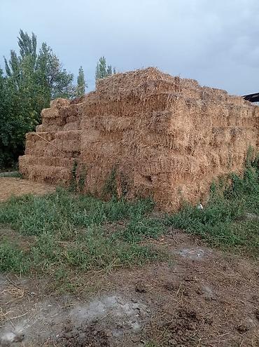 Айыл-чарба жаныбарлары: Клевер в тюках.1-укос сухой,тюки больше 80-90см.Количество 1300шт — 2
