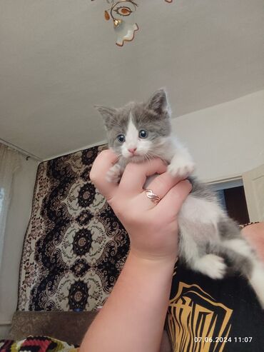 сиямский кот: В добрые руки отдам за шоколадку котёнка . Кушает любую еду. Мама