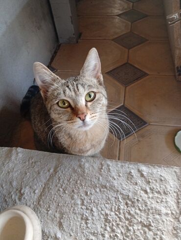котёнок в добрые руки: Отдам в добрые руки замечательную кошечку! 🐾🐱✨ Она очень ласковая 💕