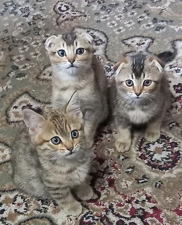 Продажа кошек: Скотиш Фолд (Шотландская вислоухая), 2 месяца, Девочка, Золотая шиншилла, Приучена к лотку — 1