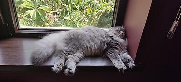 Pişiklər: Britan — 6