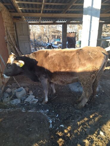 молочные породы коров в кыргызстане: Продаю | Корова (самка) | Для молока
