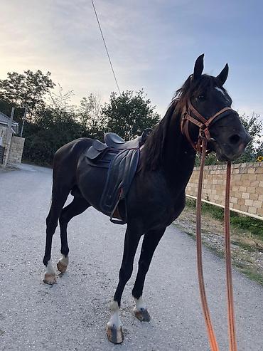 bakida cins ineklerin satisi: 9 yasi var, caparaqdi, hecbir pis xasiyyeti yoxdur, saglam atdir — 2