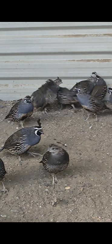 bulbul quşu haqqinda melumat: Kalifonia bildircini qiymet cutune aitdi bakiyada gonderirem vatsap — 4