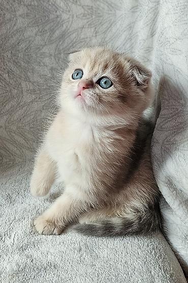 Pişiklər: Britan, Erkək, Dişi, Yaxşı əllərə, Ünvandan götürmə, Pulsuz çatdırılma, Ödənişli çatdırılma — 8