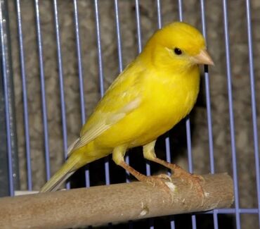 канарейка птица: Канарейки жёлтый молодой самец уже распевается