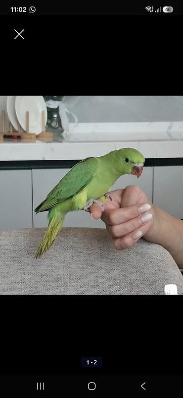 qus: Ojereloviy cins quşlar satılır. tam sağlam, ruçnoy 6 aylıq quşlardır — 1