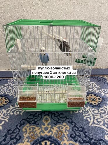 говорящий попугай жако: Просторная клетка для птиц с зеленым поддоном и верхней частью