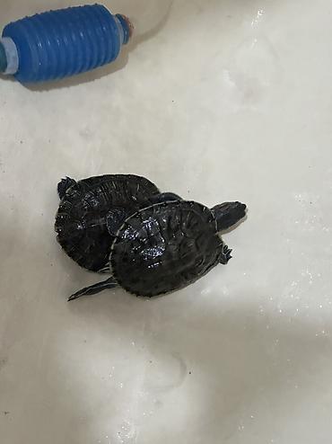 для черепах: Продаю 2 аквариумных черепах В комплекте аквариум, водонагреватель — 5