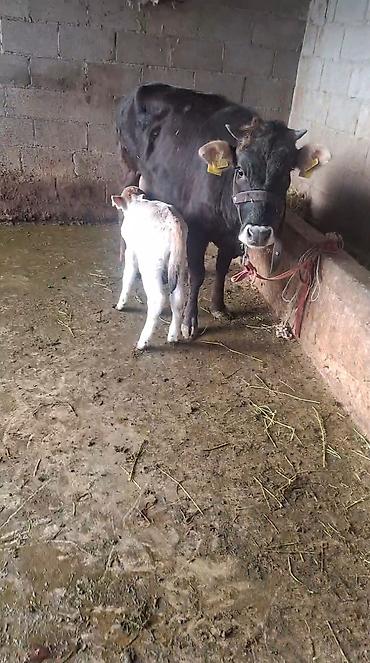 Козы, козлы: Продаю | Коза (самка) | Полукровка | Для молока — 9