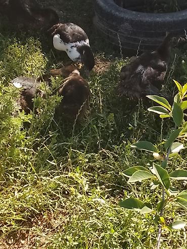 arpanın qiyməti: Macar ördeyi lal 5 manatdan 10 manata qədər qiymetlerle — 2
